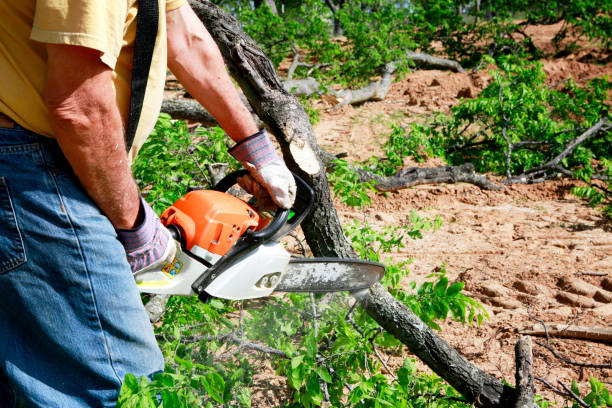 Best Tree Maintenance Programs  in Jonestown, PA